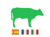 Rind-01