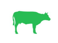 Chianina